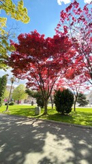 Fototapeta premium autumn in the park