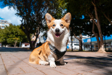 corgi on a walk