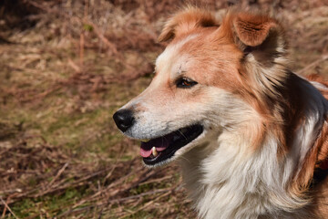 dog on the meadow