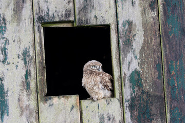 A portrait of a juvenile Little Owl in the window of an old barn
