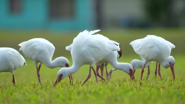 White ibis wild birds, also known as great egret or heron walking and feedeng on grass in town park in summer