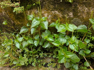 leaves on the wall