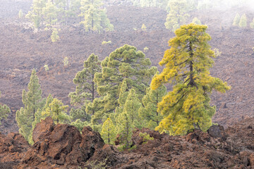 Kiefern im Nebel im Nationalpark Teide auf Teneriffa