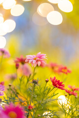 Fototapeta premium コスモスの花