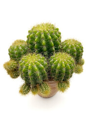 Cactus plant in vase isolated on white background.