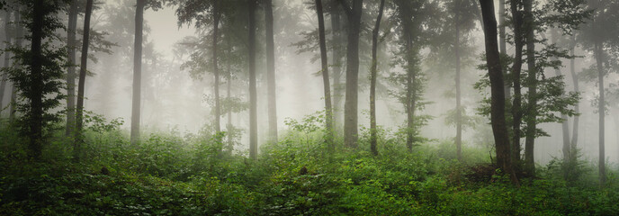 Fototapeta na wymiar high resolution misty green forest panorama