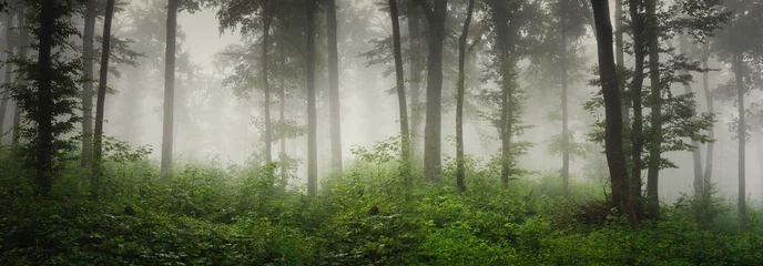 Fotobehang high resolution misty green forest panorama © andreiuc88