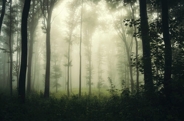 green woods in fog, natural landscape