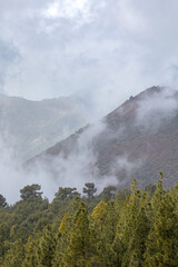 Fototapeta premium Kiefern im Nebel im Nationalpark Teide auf Teneriffa