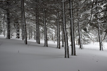 A frozen forest after a storm, Sainte-Apolline, Québec, Canada