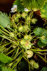 un plant de fraisier et ses fraises encore vertes 