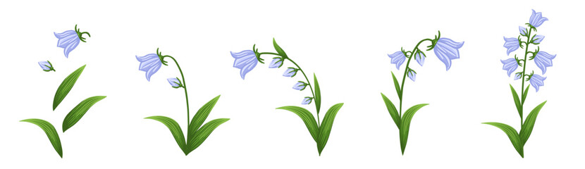 Bluebell flowers set. Floral plants with blue blooms. Botanical vector illustration isolated on white background.