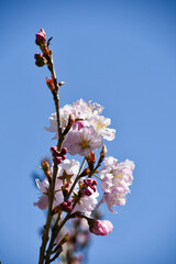彬姫桜