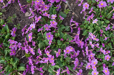Obraz premium Violet flowers blooming in spring. Top view