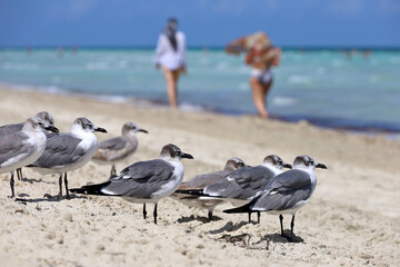 Seagulls standing on the sand of the Atlantic ocean beach against walking girl tourists. Wild birds on blue waves background