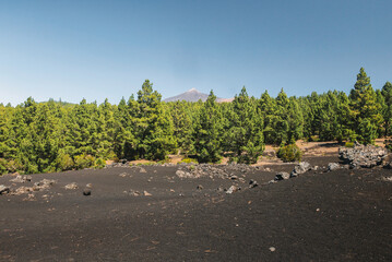 Arenas Negras in the mist, a black volcanic sand with green bushes and pine trees resting below pico de Teide, Tenerife