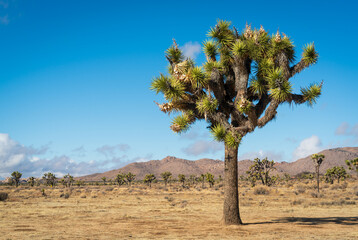 Joshua Tree Cactus at Joshua Tree National Park