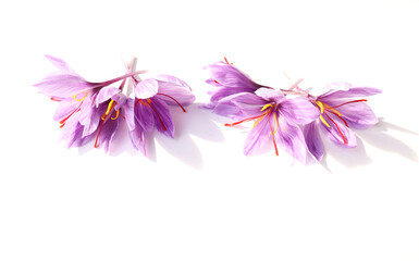 Floral pattern made of the pink saffron crocus. Flat lay, top view. Valentine's background. Floral pattern. The pattern of flowers. Flowers pattern texture.