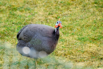beautiful Common guinea fowl, bird from order Galliformes on spring green grass, Numida meleagris,...