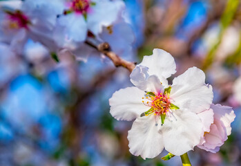 Closeup of beautiful white pink flowers of a blossoming almond tree in an almond garden orchard in a kibbutz in Northern Israel, Galilee in february, Tu Bishvat Jewish holiday