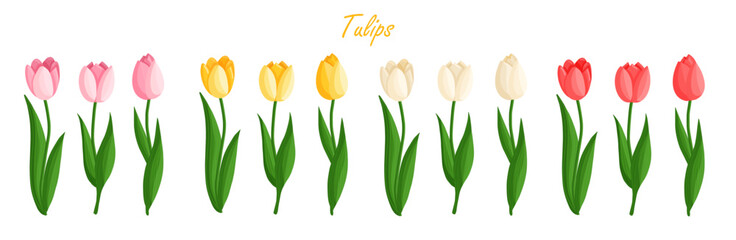 Tulips flowers set. Floral plants with bright petals. Botanical vector illustration on isolated background. Spring flowers for women's day, mother's day, easter and other holidays.