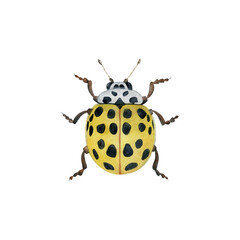22-spot ladybird illustration isolated. Psyllobora vigintiduopunctata. Hand-drawn watercolor yellow bug with wings. Coccinellidae beetle. Coleoptera species collection. Insects