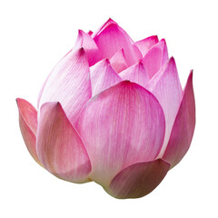 Pink Lotus flower Isolated On White Background.