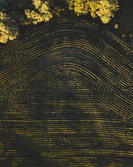 A face-down aerial view of a cornfield in southern Indiana during golden hour sunset.