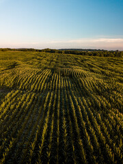 An aerial photo of a cornfield during golden hour in southern Indiana.
