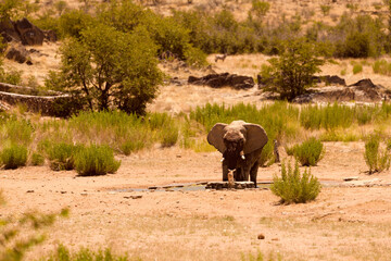 Elephant bull and young impala standing face to face in competition for access to waterhole surrounded by green bush field, warm light, no sky