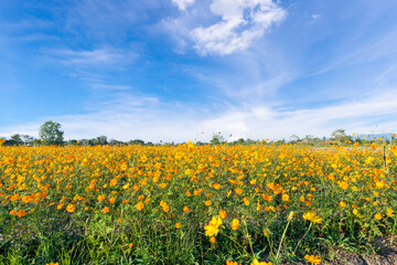 The Yellow colour cosmos flowers field with blue sky are most favorite planted in Thailand.