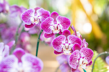 The Branch of orchid phalaenopsis in garden. Violet orchids flower.