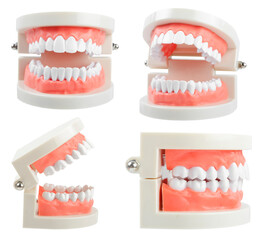 Set of the teeth model with red gum on white background, Save clipping path. Oral cavity care concept. frontview, side view.