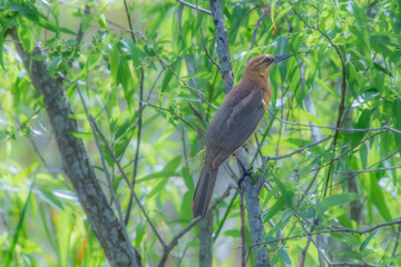Pretty bird photographed in the everglades protected park in Florida USA