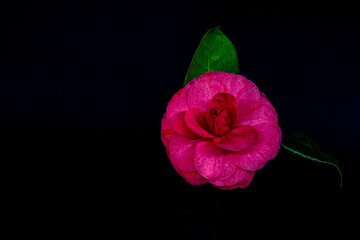 Flor Camelia, genero  Camellia,