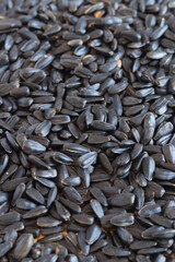 Roasted sunflower seeds, healthy food. Sunflower seeds after harvest. Heap of dried unpeeled sunflower seeds