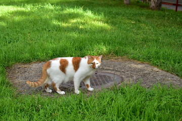 portrait of a white cat with red spots among the green grass