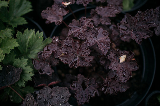 Fototapeta High angle view of purple leaves