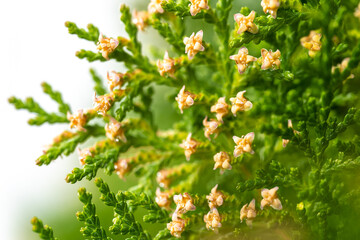 コノテガシワの花