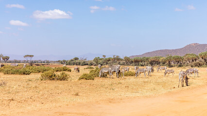 A herd of grévy's zebra (Equus grevyi) grazing, Samburu National Rerserve, Kenya