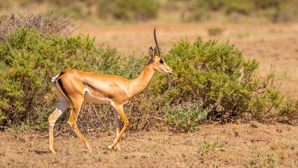 Naklejka premium Closeup of Grant's Gazelle ( Gazella granti, robertsi or 
