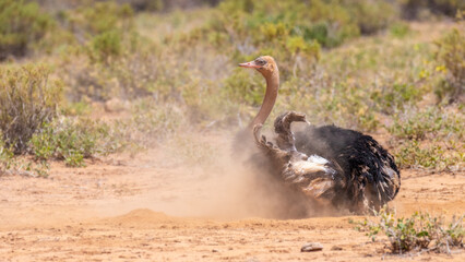 Male somali ostrich dust bathing in Samburu National Reserve, Kenya.