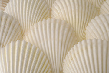 White seashells collection