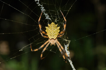 Levi’s garden orb-web spider (Argiope levii) in the bushveld, in KwaZulu-Natal, South Africa