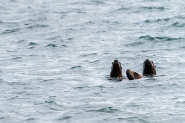 Fototapeta premium three sea lions swimming right to left with head above water