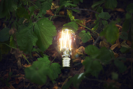 Illuminated light bulb among leaves