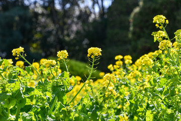 菜の花