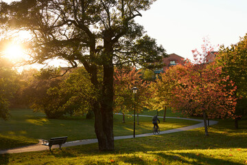 Public park in autumn