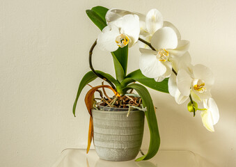 White orchid plant in full flower - obrazy, fototapety, plakaty