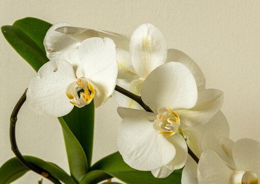 White orchid plant in full flower